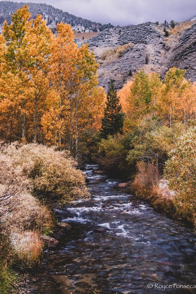 BishopCreek CA FallColors