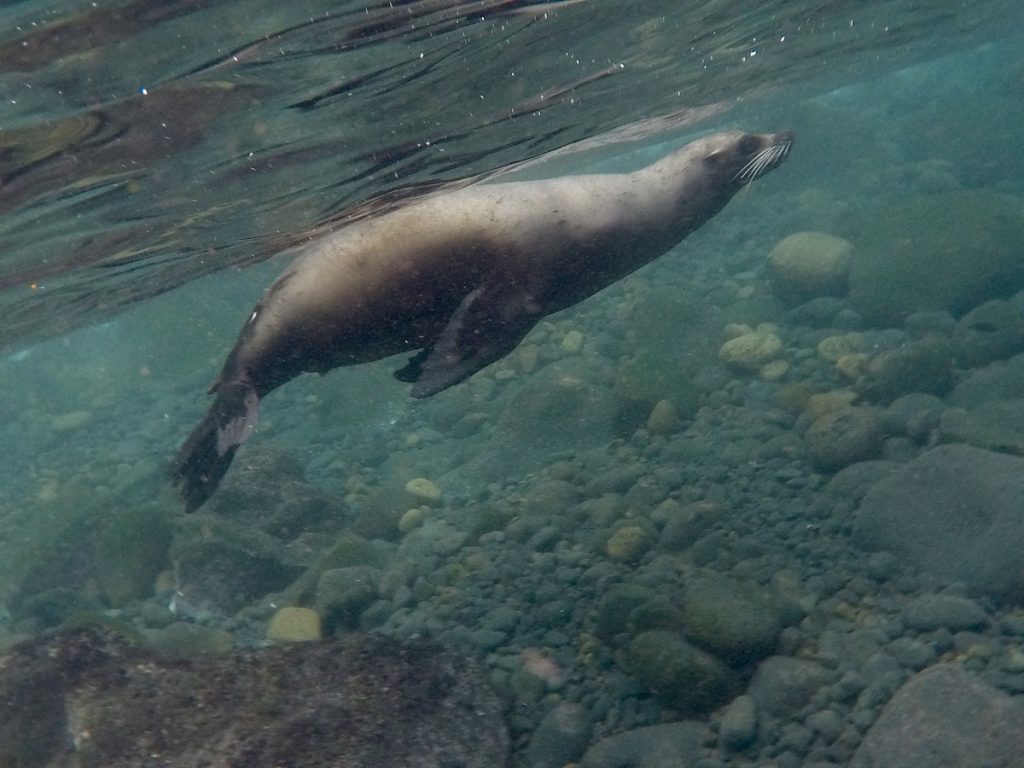 SBornstein Galapagos SeaLion VincenteRocaCove