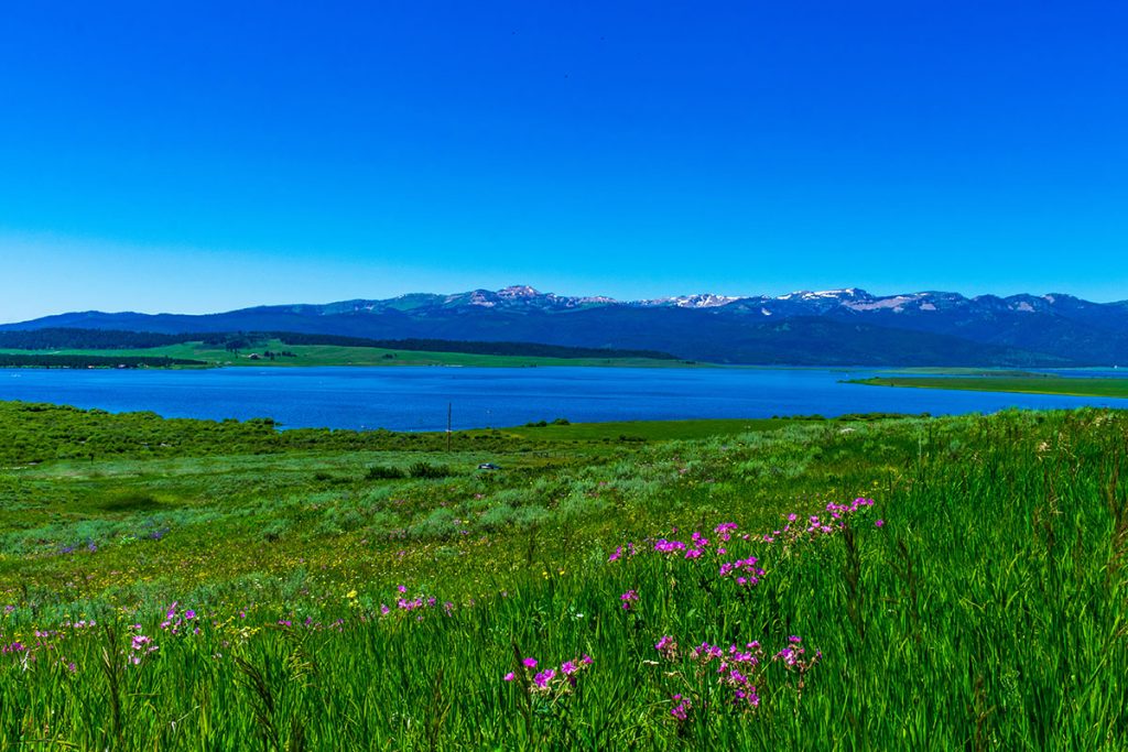 Clear Sky and Wildflowers Bloom around 