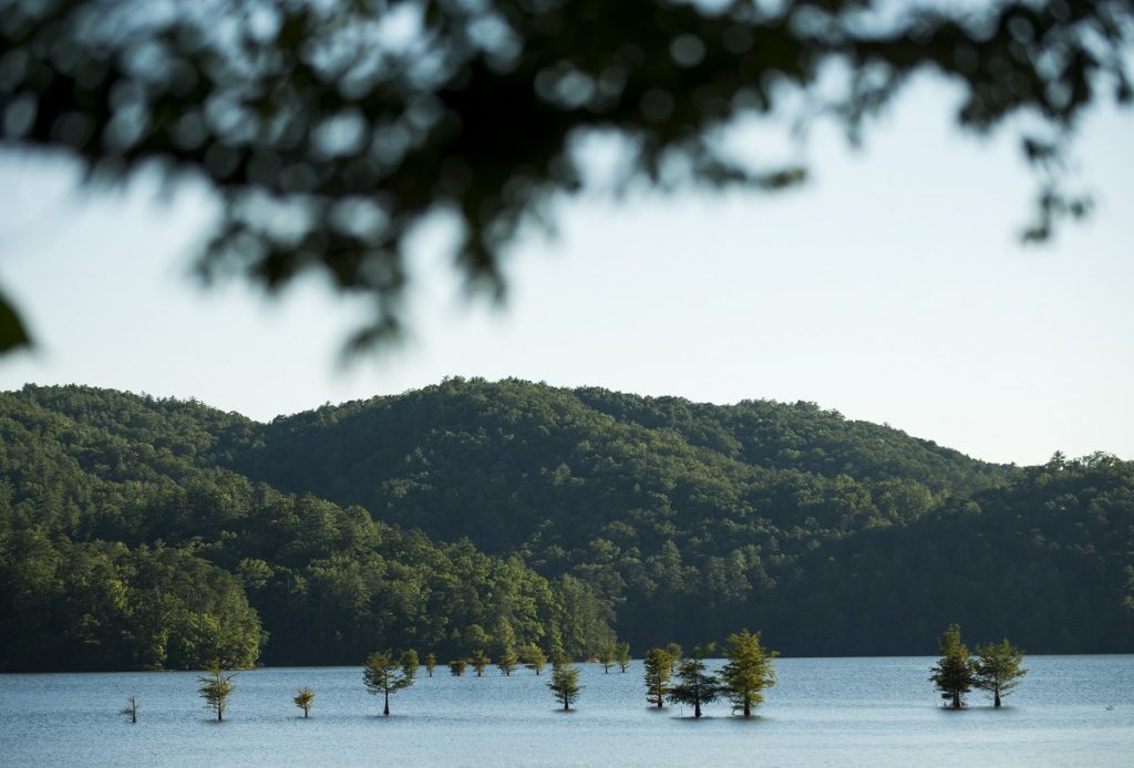 pine trees rising from body of water