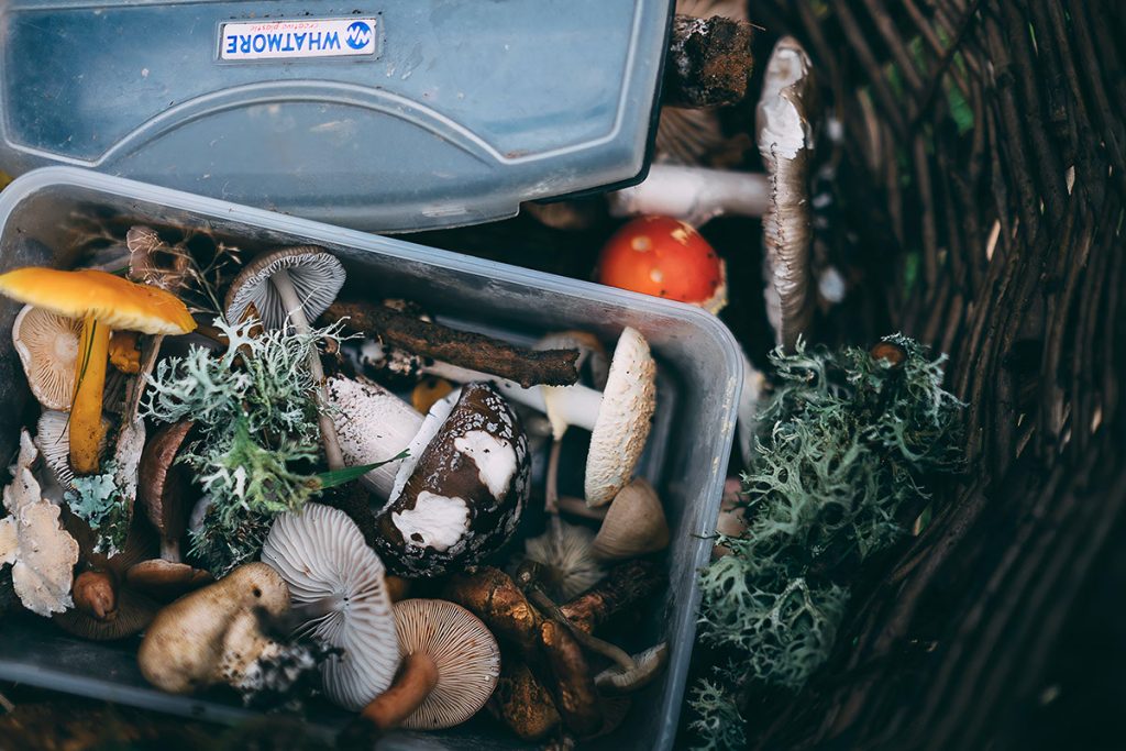 mashrooms in plastick container